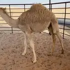 قعود أوضح فل شحم تحت أمه