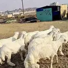 9 خرفان نظاف وسمان