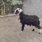 جذعه نجديه مهجنه عمر 6 شهور وزود