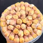 طيور شحمم مغلقات عرض خاص
