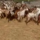 غنم دهم بلدي العدد 60 دفيع علا الشرط