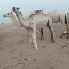 للبيع لقيه صهوديه سالمه العذرايب