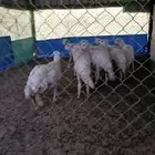 رخال كفو ومشروطه
