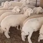 غنم نعيمي بلدي وحري للبيع