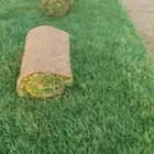 ثيل طبيعي درجه اولى صافي C2000 وانتورو قليل الحصد