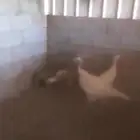 بيع ديك رومى و2 دجاج رومي ...