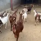 ماعز دفيع قرايب صنف الصنف