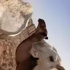 حشوان مفاريد للبيع