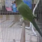 ببغاء الدرة (تم البيع)