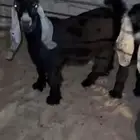 تيوس