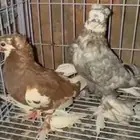 حمام أوزبك