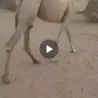 ركبي على جميع الشروط
