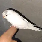 طيور بادجي
