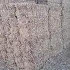 ذره خضراء أمريكي(قصب) شد جندير تبوك