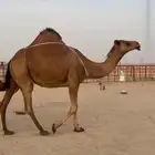 خلفه