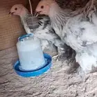 صوص دجاج براهما اصل