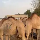 قعدان صومالية مفاريد نخب اول لحوم طيبة وممتازة