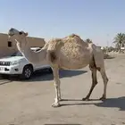 للبيع ضروبه