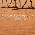 حلال طيب بلحيل