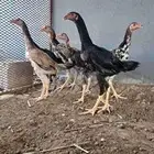 دجاج شامو ياباني وألماني