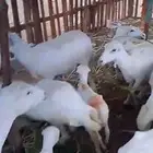 ضان للبيع