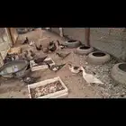 للبيع بط بلدي بياض الموقع رابغ