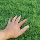 ثيل طبيعي درجه اولى توريد من المزرعة مباشرة