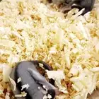 فروخ سنجاب شوقر قلايدر