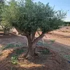 زيتون ونخيل