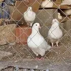 ذكور حمام فرنسي