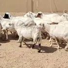 للبيع هرافي نعيمي و معزا وغنم رفيد
