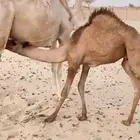للبيع خلفه على بعير الجنيبي