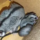 سنجاب طائر شوقر قلايدر