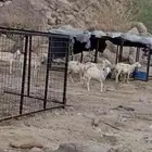 ضان للبيع 6 الموقع مكه خلف حجز السيارات الشرايع