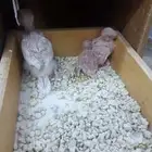 بادجي هولندي