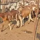 سواكن حمري وزن ورخيصه للبيع