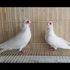 حمام شامي