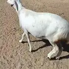 البيع شاه صنف الصنف شعره وظهر وطرف دافع في 3شهور