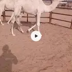 2قعدان فل شحم