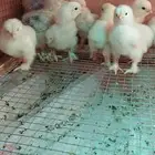 صوص براهما كولمبي
