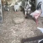 حمام باكستاني طيار للبيع