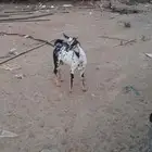 تيس بيشي مخصي جذع