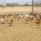 بيع ديكه كبير عدد10... دجاج وديكه لهن 4 شهور وزياده
