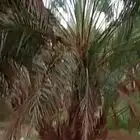 نخل كبار واصنا نقايل عجوا وروثان وشلبي وانواع كثيره