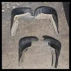 نسافات مكسيما99