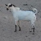 فحل بيشي حار صنف من إنتاج مراح التراث