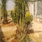 نخل مجدول صقعي سكري عجوه