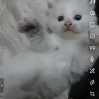 4 قطط شيرازي