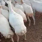 للبيع ضان رفيديات ميديات مضاريع قرايب مضمونه