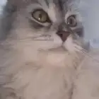 قطة مفقودة